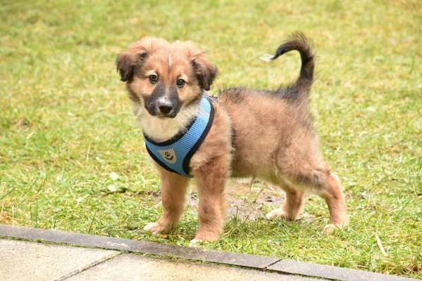 Welpen Bilder !-Beitrag-Bild