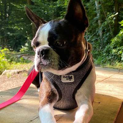 Boston Terrier Liebhaber❤️-Beitrag-Bild