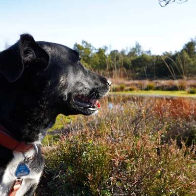 Hundetreffen-Hundekontakte üben / Hundefreunde zum Spielen finden-Bild