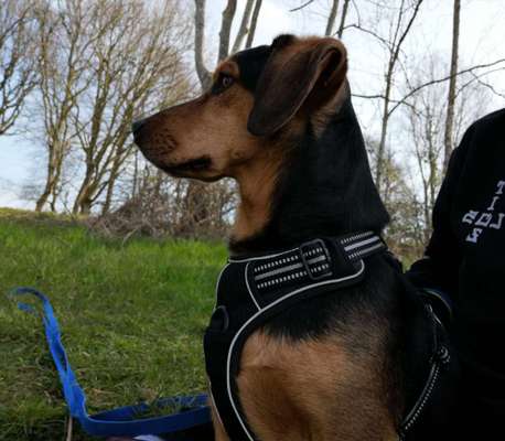 Geschirr für Dackel-Beitrag-Bild