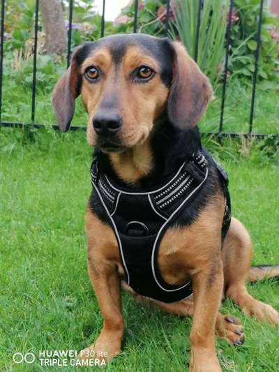 Geschirr für Dackel-Beitrag-Bild