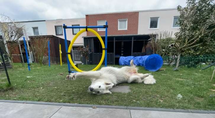 Weißer Schweizer Schäferhund-Beitrag-Bild