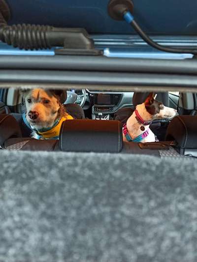 FOTOCHALLENGE 70 - Dein Hund im Auto-Beitrag-Bild