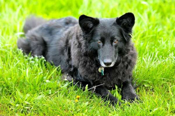 Unsere Fellnasen im Regenbogenland-Beitrag-Bild
