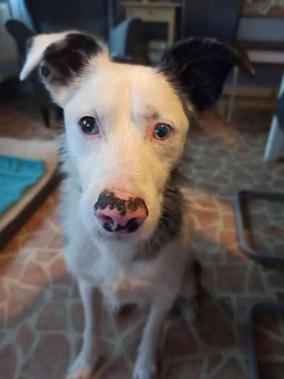 Dogorama Photo Challenge - Hundeblick zum hinschmelzen-Beitrag-Bild