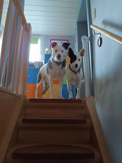 TierschutzhundeStammtisch🐕-Beitrag-Bild