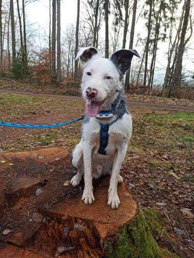 Dogorama Photo Challenge - Einmal lächeln bitte-Beitrag-Bild