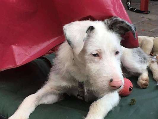 Welpen Bilder !-Beitrag-Bild