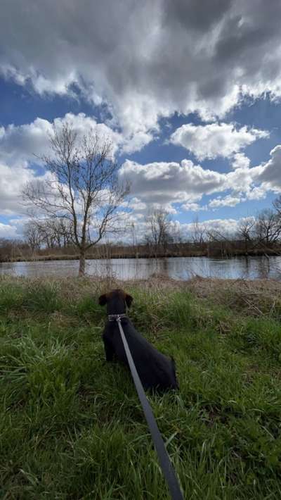 Dogorama Photo Challenge - an der Leine-Beitrag-Bild