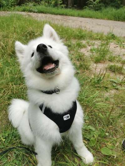 Die Dogorama-Wochen-Challenge "Die schönste Grimasse"-Beitrag-Bild