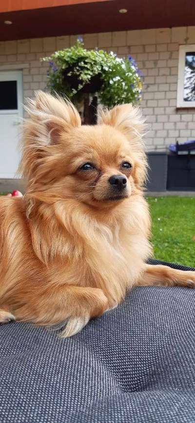Hundetreffen-Chihuahua Rüde (14 Monate) würde gerne kleine Hunde treffen-Bild