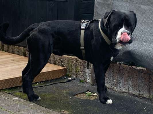 Hundetreffen-Gassi gehn-Bild