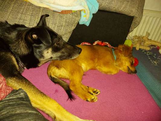 Bester Freund, Hundekumpel - zeigt her!-Beitrag-Bild