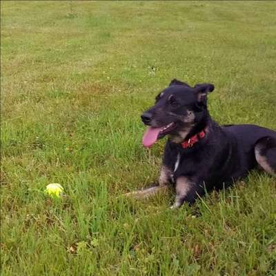 Die Dogorama Kalender Challenge Titelbild-Beitrag-Bild