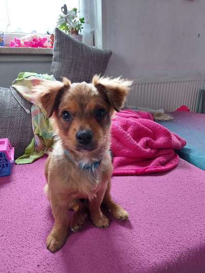 Wo sind die Chihuahua Besitzer ?-Beitrag-Bild