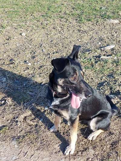 Challenge 23 : "  Euer Hund beim Frühlingserwachen "-Beitrag-Bild