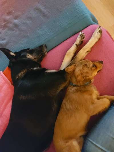 Wo sind die Chihuahua Besitzer ?-Beitrag-Bild