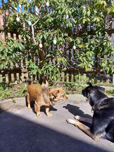 Challenge 23 : "  Euer Hund beim Frühlingserwachen "-Beitrag-Bild