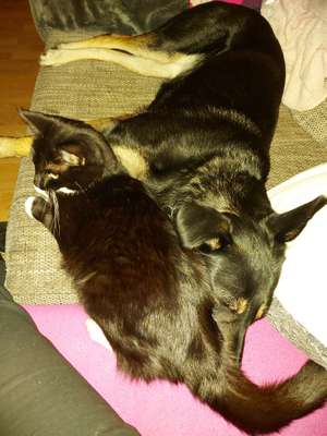 Bester Freund, Hundekumpel - zeigt her!-Beitrag-Bild