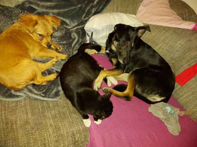 Bester Freund, Hundekumpel - zeigt her!-Beitrag-Bild