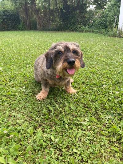 Die Dogorama-Wochen-Challenge "Die schönste Grimasse"-Beitrag-Bild