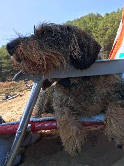 Die Dogorama Wochen Challenge: “Dein Hund im Urlaub”-Beitrag-Bild