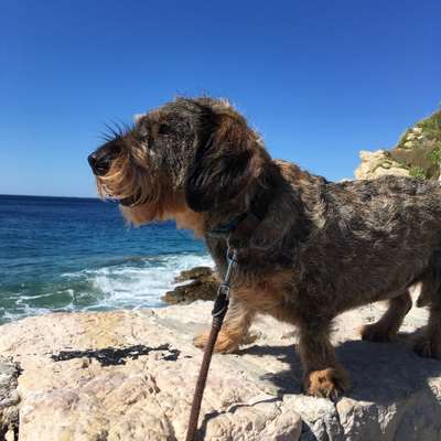 Die Dogorama Kalender Challenge 4/4-Beitrag-Bild