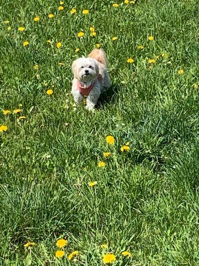 Die Dogorama Monats Challenge "Es grünt und blüht"-Beitrag-Bild