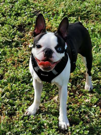 Wo sind hier die Boston Terrier?-Beitrag-Bild