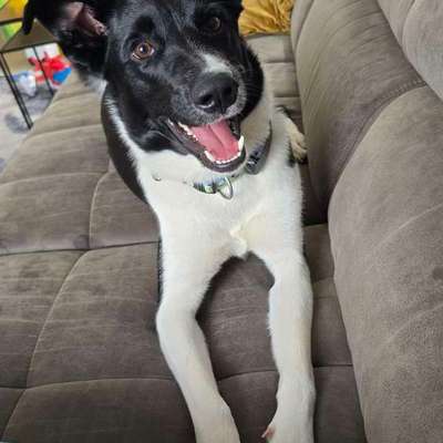 Hundetreffen-Spielgefährten gesucht-Bild