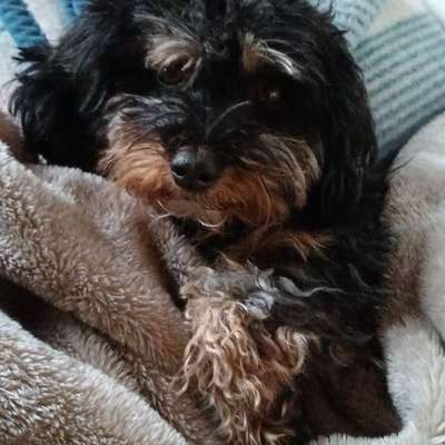 Maltipoo Freunde-Beitrag-Bild