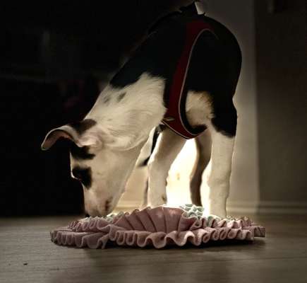 Dogorama Photo Challenge - Lieblingsspielzeug!-Beitrag-Bild