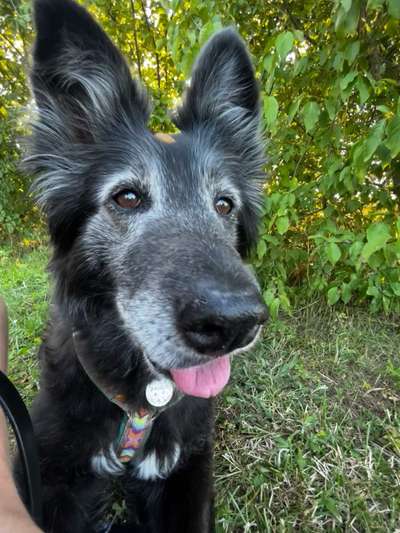 Hundetreffen-Bekanntschaft für reaktive Seniorin-Bild