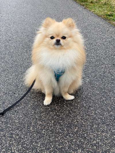 Hundetreffen-Hunde Begegnungen trainieren-Bild