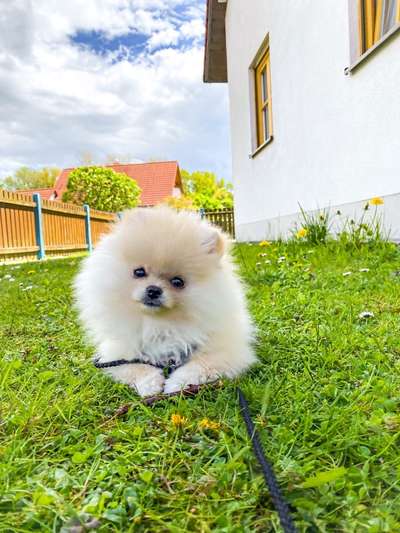 Die Dogorama Monats Challenge "Es grünt und blüht"-Beitrag-Bild