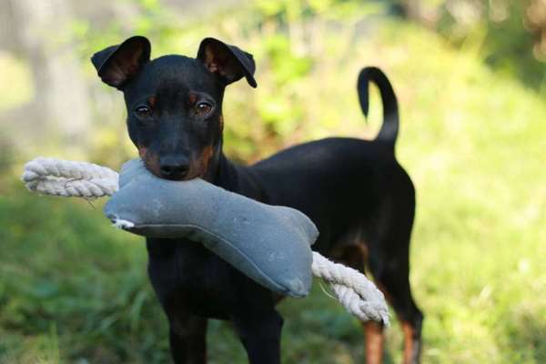 Die Dogorama Kalender Challenge Titelbild-Beitrag-Bild