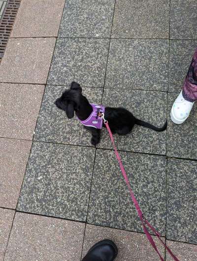 Wie sitzt mein Geschirr?-Beitrag-Bild