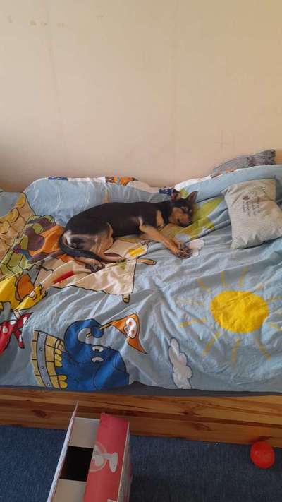 Fellpflege Fellwechsel Pinscher-Mix-Beitrag-Bild