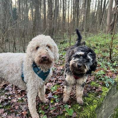 Hundetreffen-Geimeinsame Gassi-Runden-Bild