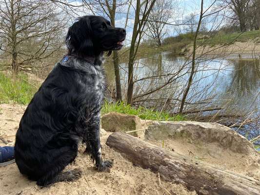 Epagneul Breton-Beitrag-Bild