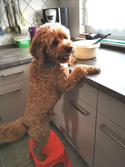 Dogorama Photo Challenge - Tricks, Tricks & Tricks!-Beitrag-Bild