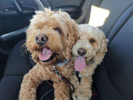 FOTOCHALLENGE 70 - Dein Hund im Auto-Beitrag-Bild