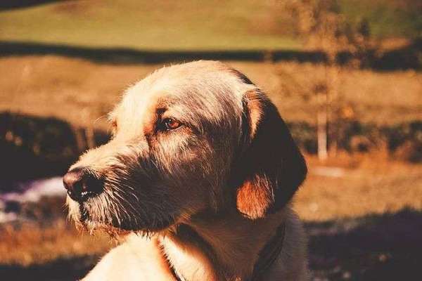 Dein Hund im Dogorama-Kalender 2021-Beitrag-Bild