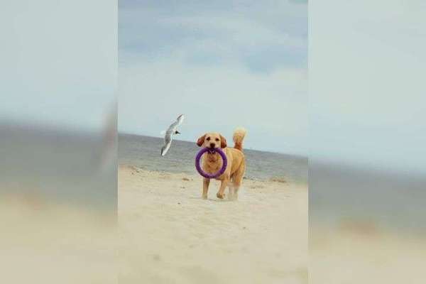 Dein Hund im Dogorama-Kalender 2021-Beitrag-Bild