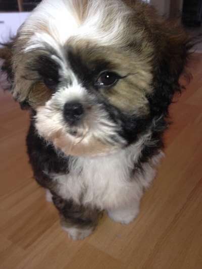 Dogorama Photo Challenge - Hundeblick zum hinschmelzen-Beitrag-Bild