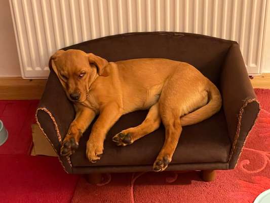 Die Dogorama Kalender Challenge Titelbild-Beitrag-Bild