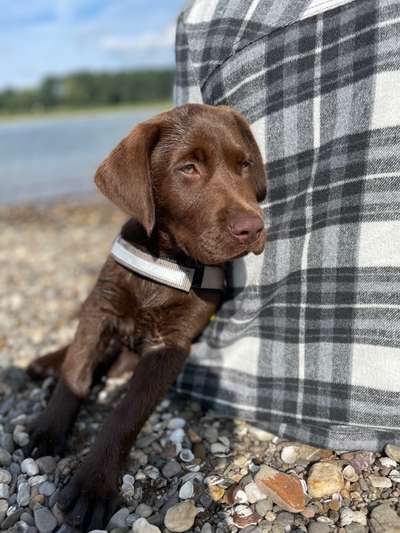 Hundetreffen-Kumpel zum Gassi gehen gesucht-Bild