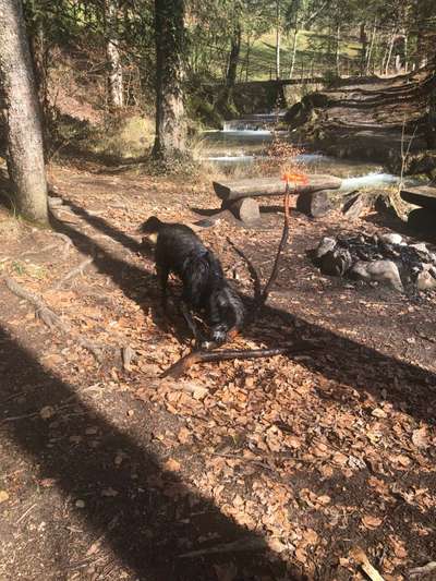 TierschutzhundeStammtisch🐕-Beitrag-Bild