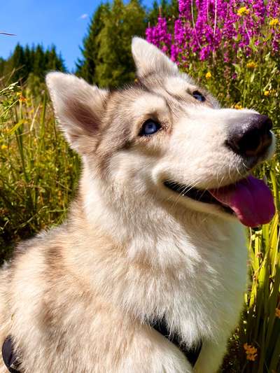 Hundetreffen-Entspanntes Gassi gehen ☺️-Bild