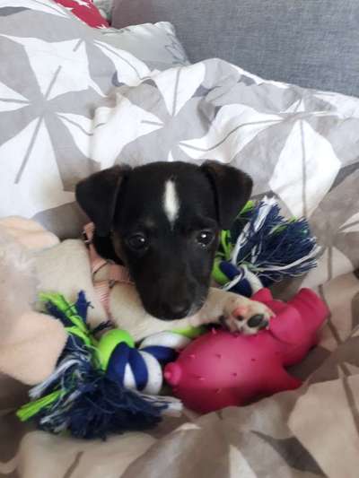 Welpen Bilder !-Beitrag-Bild